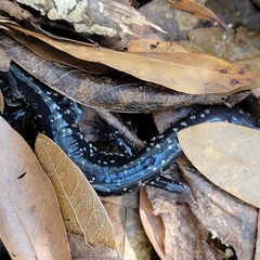 Plethodon grobmani