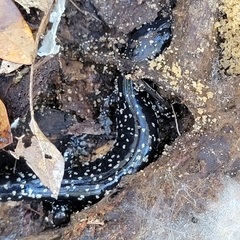 Plethodon grobmani