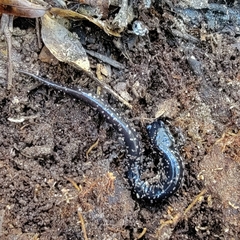 Plethodon grobmani