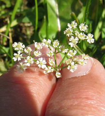 Perideridia bolanderi