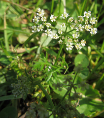Perideridia bolanderi