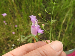 Agalinis strictifolia