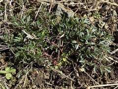 Lomatium hendersonii