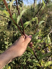 Silphium asteriscus dentatum