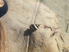 Littorina scutulata