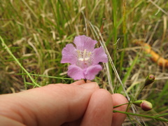 Agalinis strictifolia