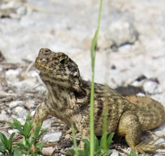 Leiocephalus carinatus