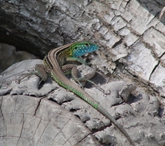 Cnemidophorus gaigei