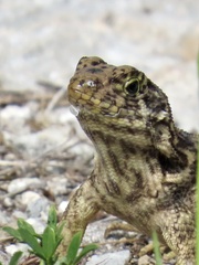 Leiocephalus carinatus