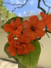 Cordia sebestena