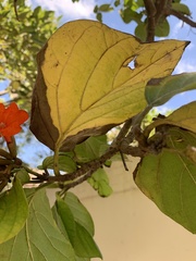 Cordia sebestena