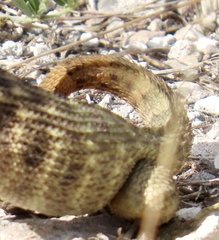 Leiocephalus carinatus