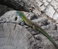 Cnemidophorus gaigei
