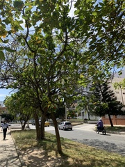 Cordia sebestena