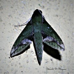 Xylophanes chiron