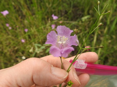 Agalinis strictifolia