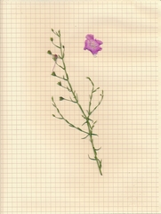 Agalinis strictifolia