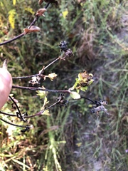 Silphium asteriscus dentatum