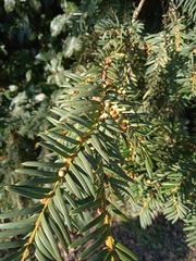 Taxus baccata