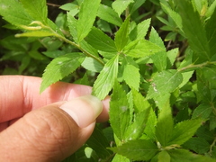 Podosphaera clandestina