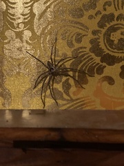 Heteropoda venatoria