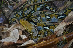 Malayopython reticulatus