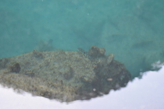 Notolabrus celidotus