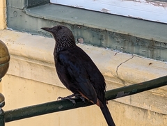 Onychognathus morio morio