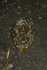 Malayopython reticulatus
