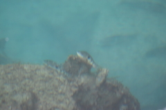 Notolabrus celidotus