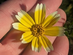Layia platyglossa