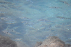 Notolabrus celidotus