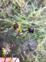 Silphium asteriscus dentatum