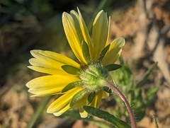 Layia platyglossa