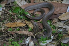 Naja sputatrix