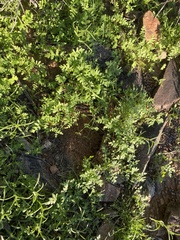 Eucrypta chrysanthemifolia