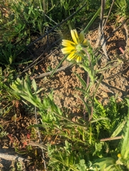 Layia platyglossa