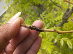 Uromyces truncicola