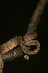 Pareas carinatus
