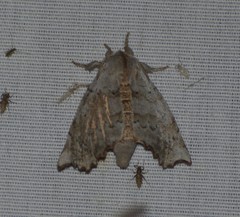 Olceclostera seraphica