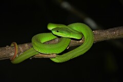 Trimeresurus insularis