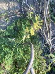 Corydalis balansae