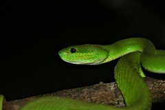 Trimeresurus insularis