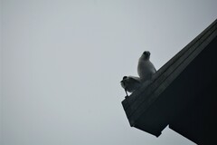 Leucopsar rothschildi