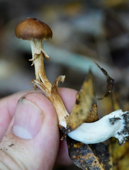 Kuehneromyces marginellus