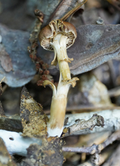 Kuehneromyces marginellus