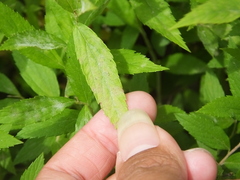 Podosphaera clandestina