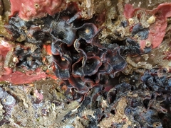 Watersipora subtorquata