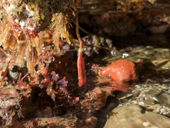 Styela montereyensis