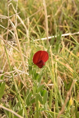 Lathyrus cicera
